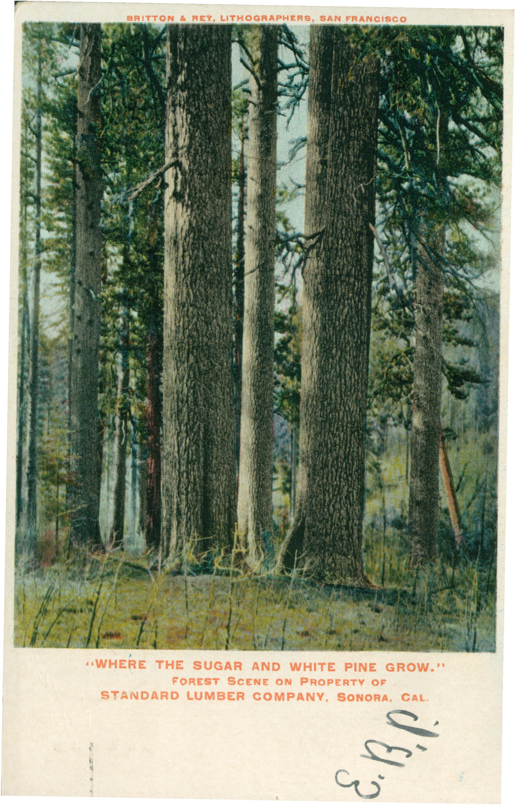 Shows a grove of several pine trees
